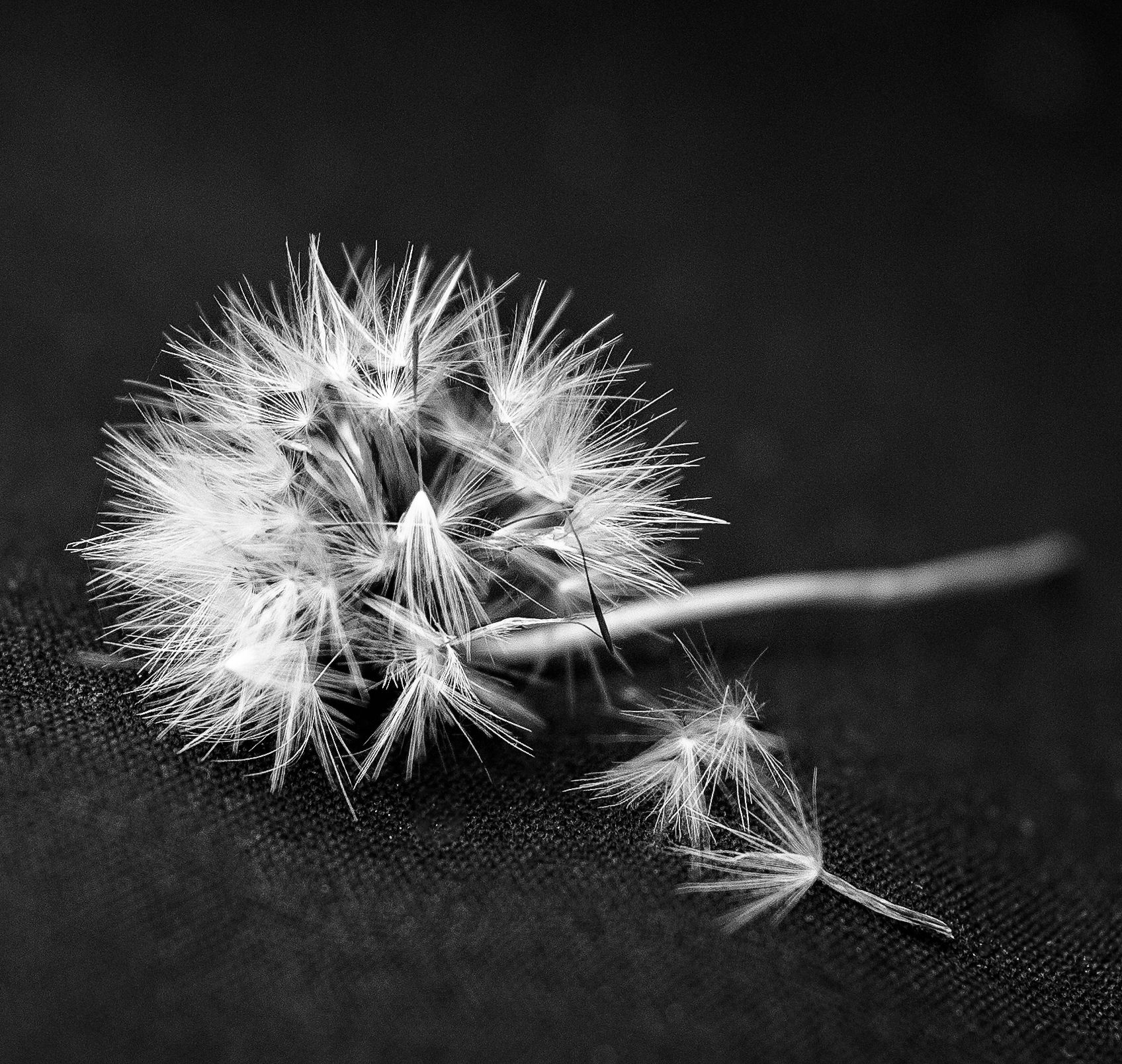 StockSnap DOKOZ8NPU3